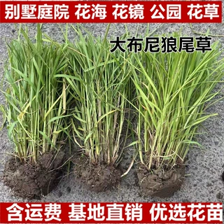 大布尼狼尾草花苗杯苗袋苗地栽苗观赏花草芒草多年生庭院别墅花卉