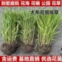 庭院观赏多年生别墅花苗