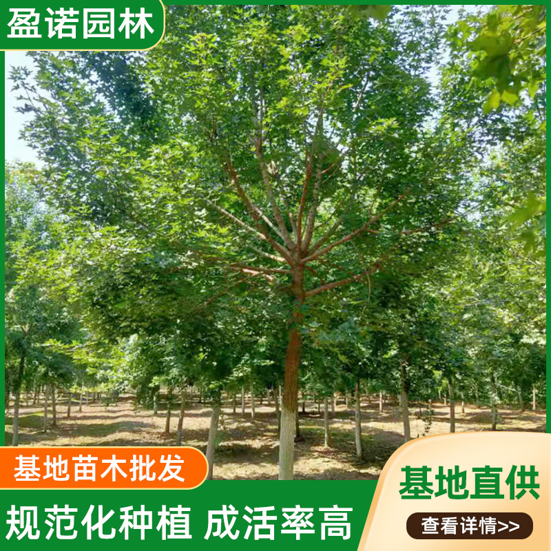 基地长期出售五角枫公园景观工程绿化树多种规格观景树苗景观绿化