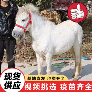 ���a����С�R�x ��ͯ�T���R�����O���m�����R �Bֳ�����۰��R���w