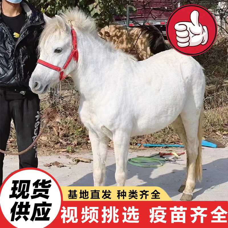 成年袖珍矮脚马价格 国产小矮马养殖场出售景区骑乘拍照矮马活体