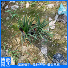 玉龙草 矮麦冬 基地批发 玉龙草小苗袋苗 量大从优