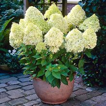 �A�F�����Ϙ�ʯ�ҟ�ľ�������ͺ����򻨱������������̨ͥԺֲ��