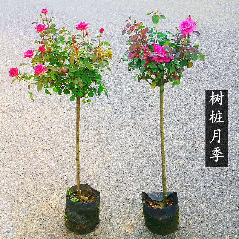 树桩月季花苗嫁接棒棒糖树状高杆大花果汁阳台树苗花明月花镜植物