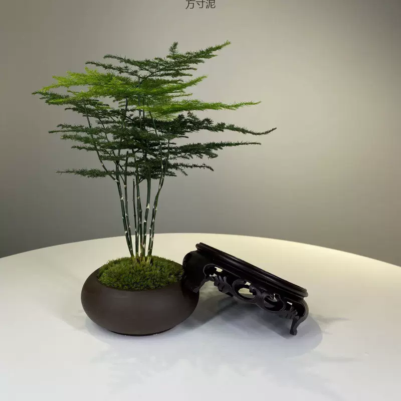 文竹盆栽绿植室内水土培植物云竹盆景代盆花卉四季常青盆景亚马逊