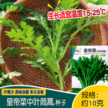 皇帝菜中叶茼蒿菜种子 农田菜园蔬菜四季盆栽香味浓茼蒿籽易种