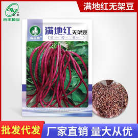 满地红无架豆角种籽 紫红豇豆种子四季春秋农家蔬菜种孑厂家批发