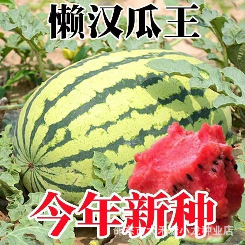 Lazy Guawang Watermelon Seed genuine goods High Yield Extra Large Early Maturing Fruit Four Seasons Planting Super Sweet Less Seeds Field Seeds Lazy Guawang Watermelon Seed genuine goods High Yield Extra Large Early Maturing Fruit Four Seasons Planting Super Sweet Less Seeds Field Seeds