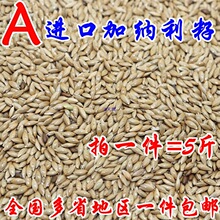 进口加纳利子/鹦鹉鸟食/油尖粟/白尖粟 草庐籽鸟粮一件包邮