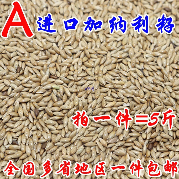 进口加纳利子/鹦鹉鸟食/油尖粟/白尖粟 草庐籽鸟粮一件包邮