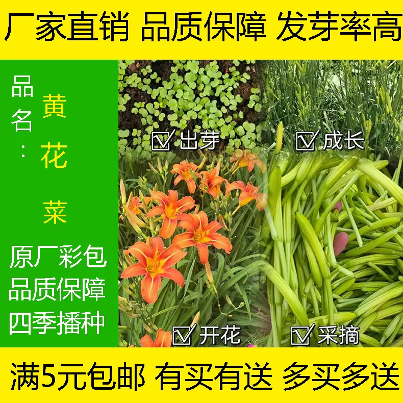 黄花菜种子四季播种野菜种子金针菜天然菜蔬菜种子食用