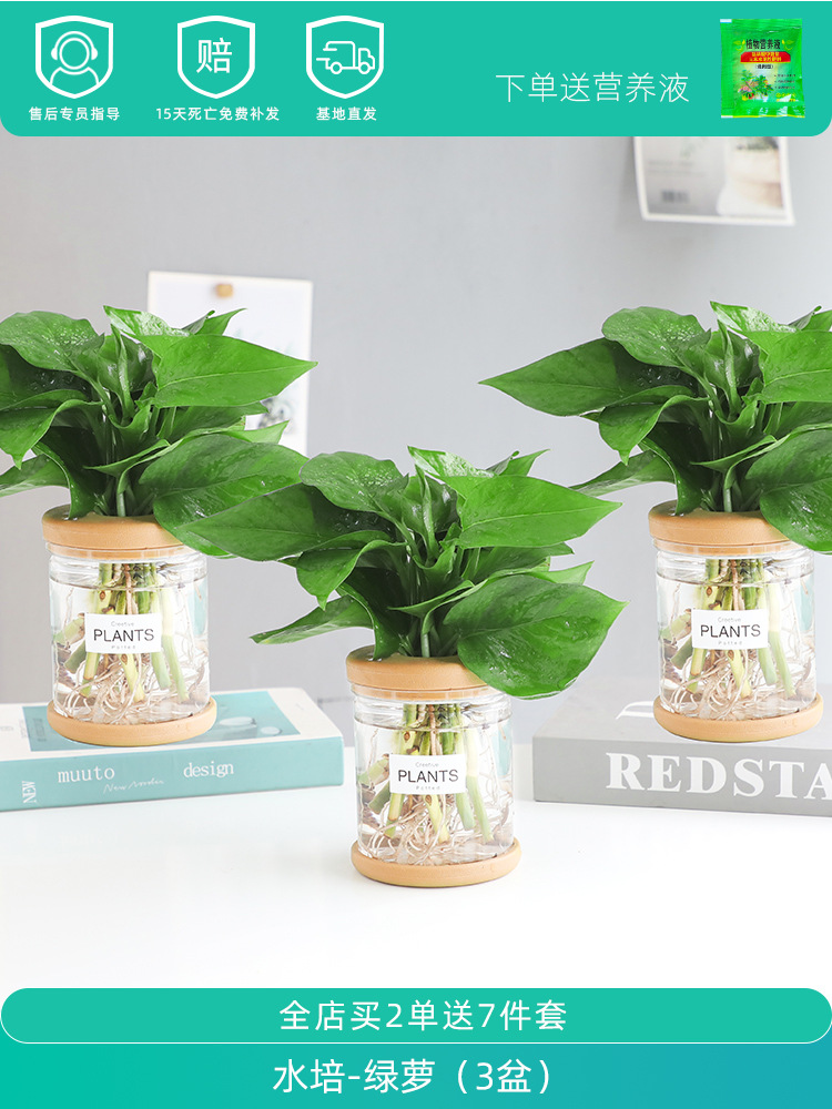 [공기정화] 포토스×3(무료영양액)