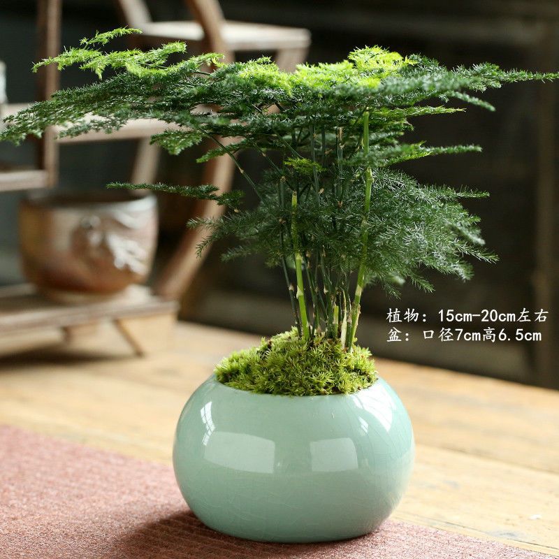 Ge Kiln 라이트 블루 + 아스파라거스 잘 심었습니다