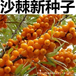ɳ���N�ӠI�B�S��ɳ����ˮ����N���ͺ��ͺ����������ɳ�����N��