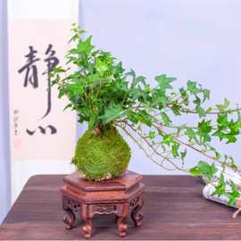 苔藓球小盆栽文竹绿公主盆栽赤楠袖珍椰子文竹蓬莱松菖蒲水培植物