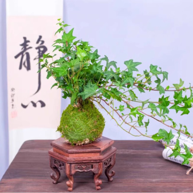 Moss Ball Small Potted Asparagus Green Princess Potted Asparagus Potted Asparagus Potted Coconut Asparagus Potted Plant