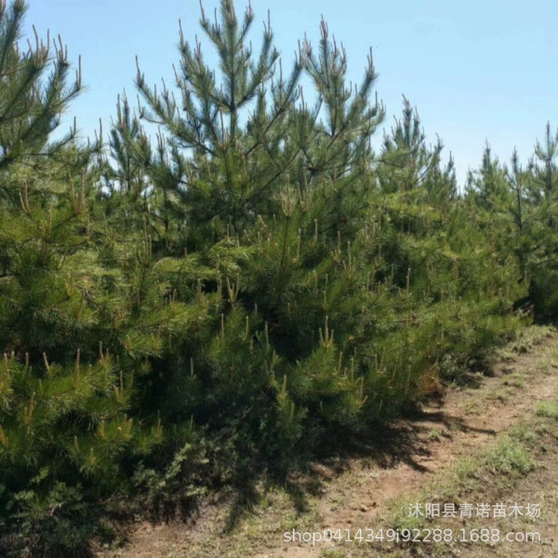 Базовые многолетние Pinus tabulaeformis саженцы оптом Озеленение Pinus tabulaeformis разумная цена полные спецификации большое количество скидка $