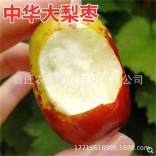 大梨枣中华灰枣树苗沾化冬枣盆栽地栽嫁接果树当年结果南北方种植