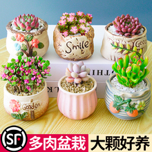 ����ֲ��M���҃�С������¶�ҵ����մɻ������Ϙ��߶�������Gֲ