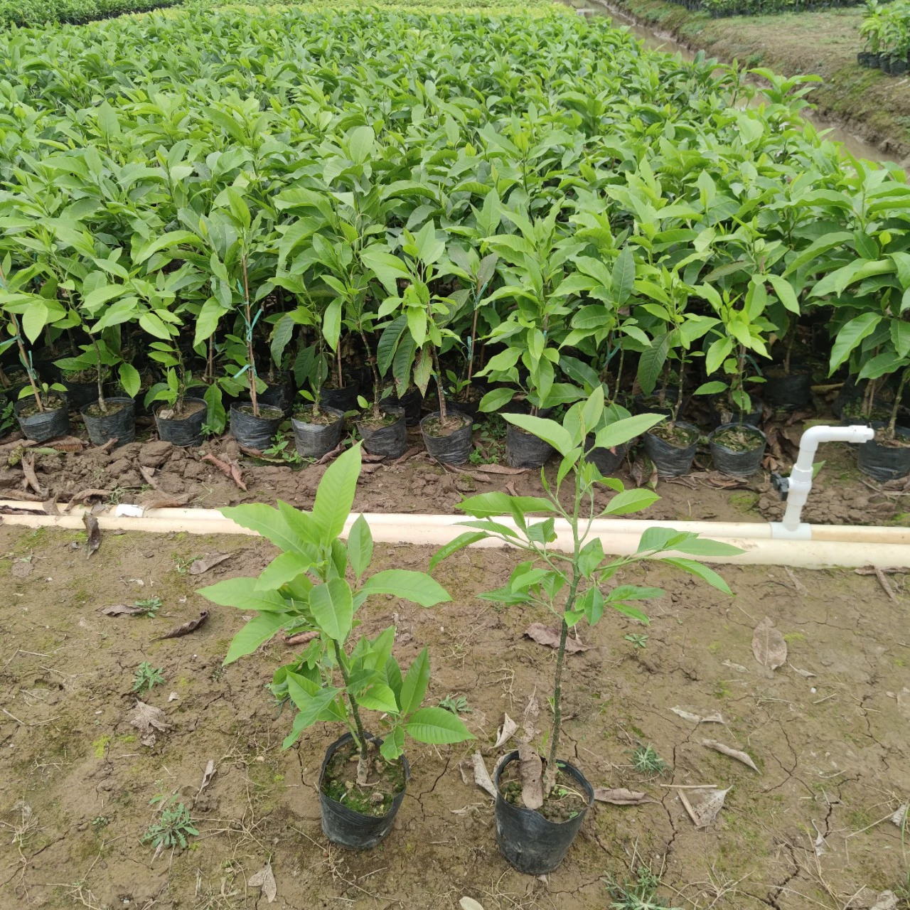 2201 база оптовая поставка привитых саженцев белой орхидеи 0,5-2 метра Гуандун магнолия желтого угла