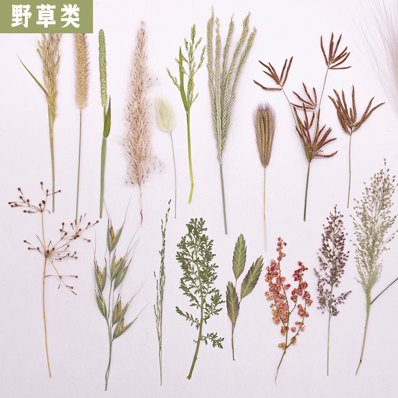 Leaf Dried Flower Specimen Set Handmade DIY Decorative Materials Plant Leaves Handbook Leaf Painting Decorative Materials