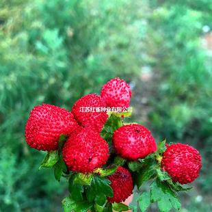 ��ݮ���ѷN�ӼtɫҰ��ݮ�׷N�̨�@ˇ���N�����^�����ѻ���