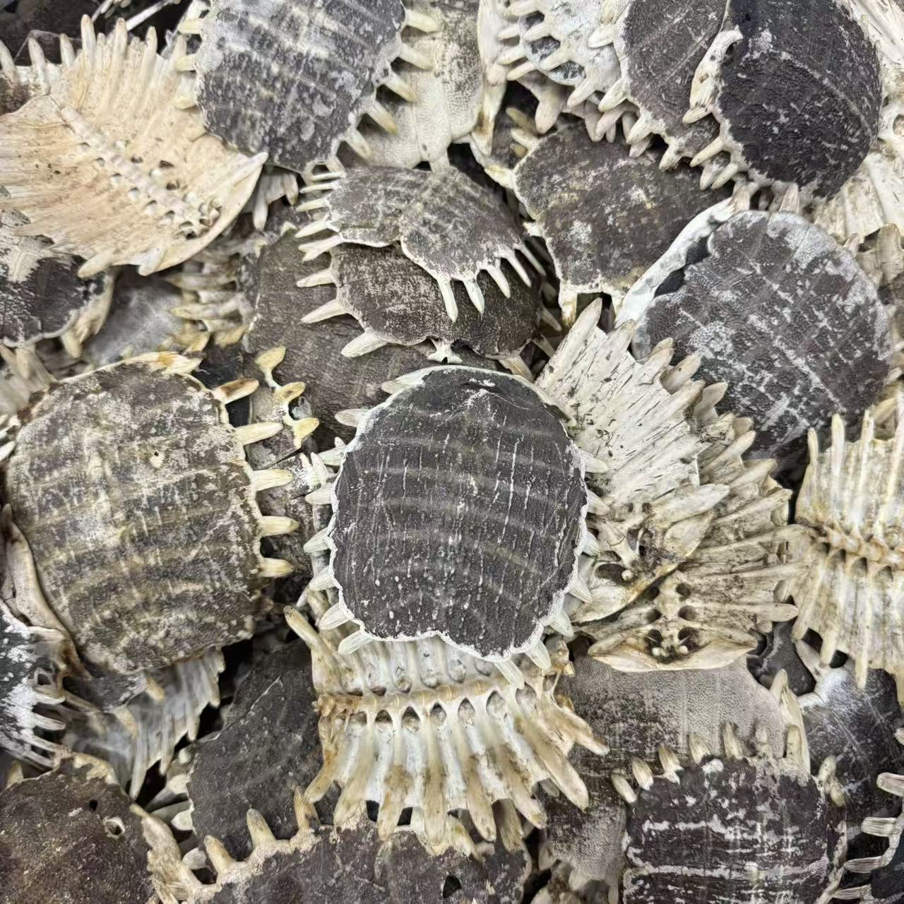 Dried Turtle Shell Bie Jia 500g Traditional Chinese Herb Sun-Dried Raw Material overview