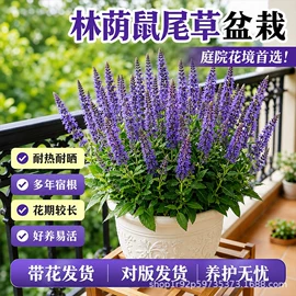 盆栽;园林果树;乔木