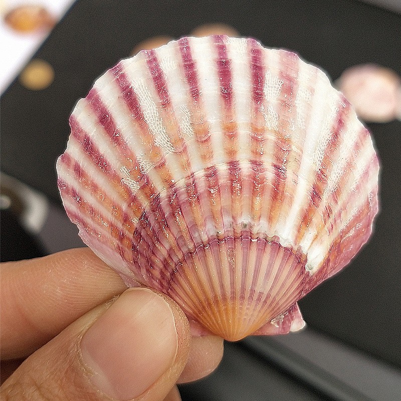 天然海螺贝壳   红扇贝批发 货源产地鱼缸造景工艺品 厂家直发