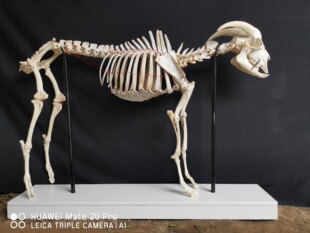 Animal and Plant Cow Skeleton Specimen Skeleton Model Sheep, Horse, Pig, Dog, Cat, Chicken Structure Embedded Plastic Cast Type Soaked Anatomy