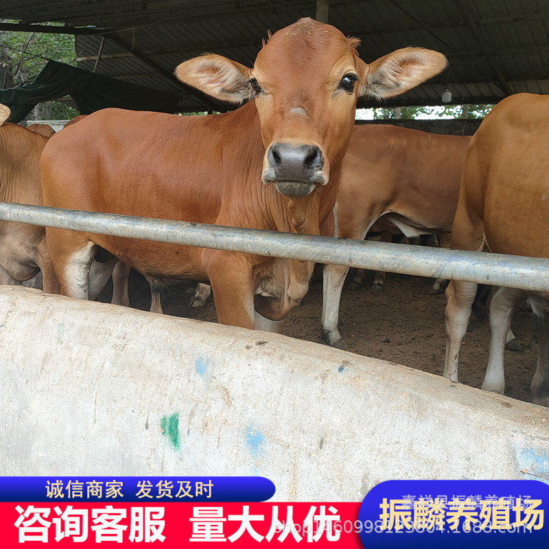 改良肉牛苗价格 活牛犊哪里有卖的 黄牛牛犊鲁西黄牛活体出售