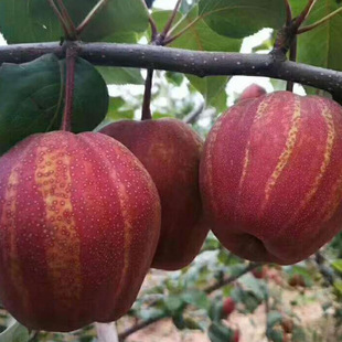 ������������l�t����� ���Ե���ͥԺ�t�������� ���ּt��С��