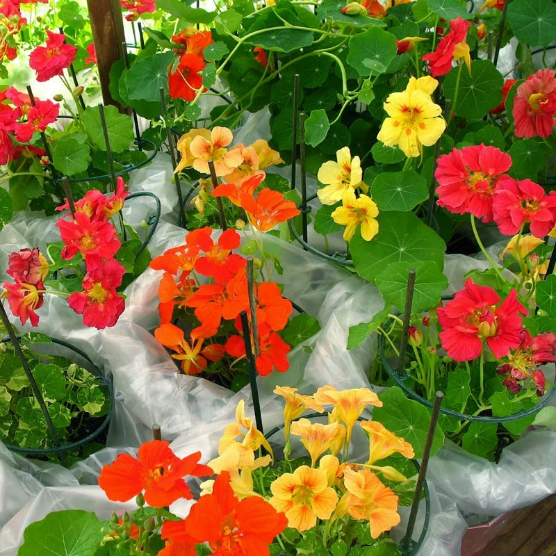 Семена сухого лотоса