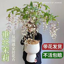 zԎϘ͏dGֲ̨ļ_ֲ̩