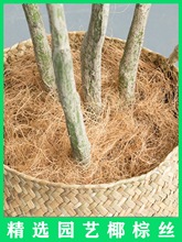 Ҭ�ؽz����Ҭ�z��滨���b��w������ֲ�ﻨ�ܠI�B��