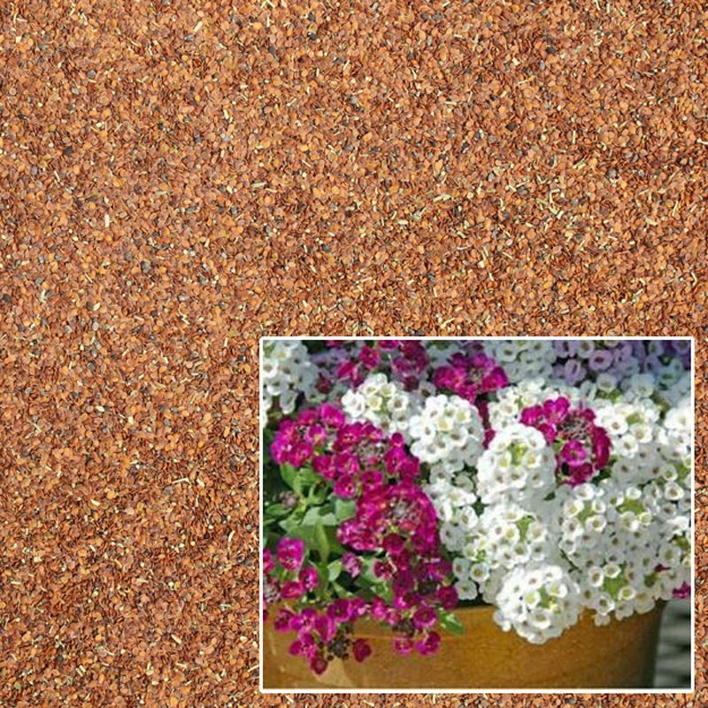 Ароматные Семена Снежка Семена Цветов Четыре Сезона Семена Овощных Культур Оптом Семена Рапса