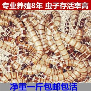 �����x���x����x��̖�S���x�����~������ϰ˸箋ü�Bʳ�x�ӻ��w