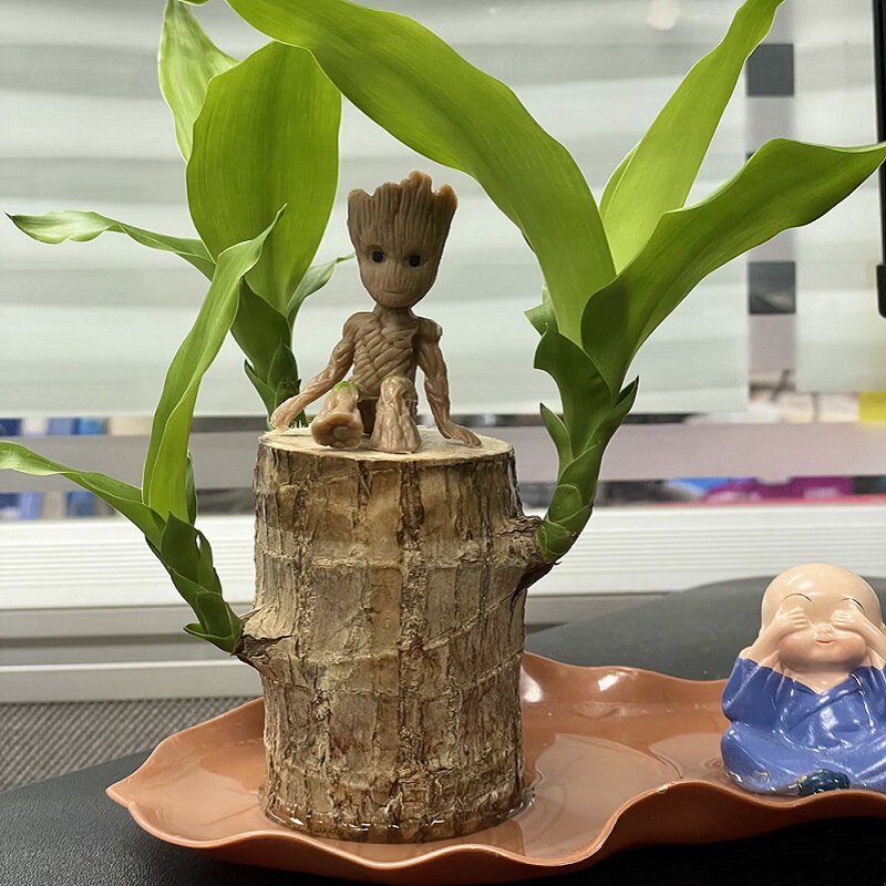 Brazilian Wood Potted Hydroponic Plant Lucky Wood Stump Creative Desktop Green Plant Groot Easy to Grow in All Seasons Brazilian Wood Potted Hydroponic Plant Lucky Wood Stump Creative Desktop Green Plant Groot Easy to Grow in All Seasons