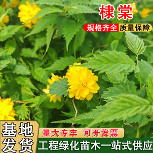 �S����Ļ���@�־G����ľͥԺ�����ʾ�ֲ��������ͺ������쾰��