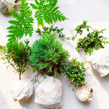 苔藓微景观 水陆缸生态缸种植材料土培水培创意迷你植物室内四季