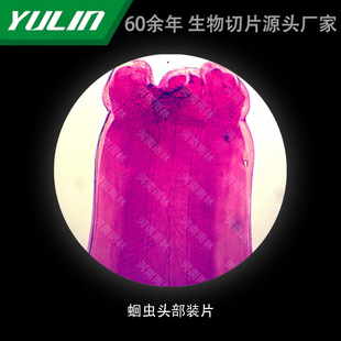 Locust Head-mounted Tablets for College Medical Schools, Tissue Diseases, Marble Wax Slides, Specimen Microscope