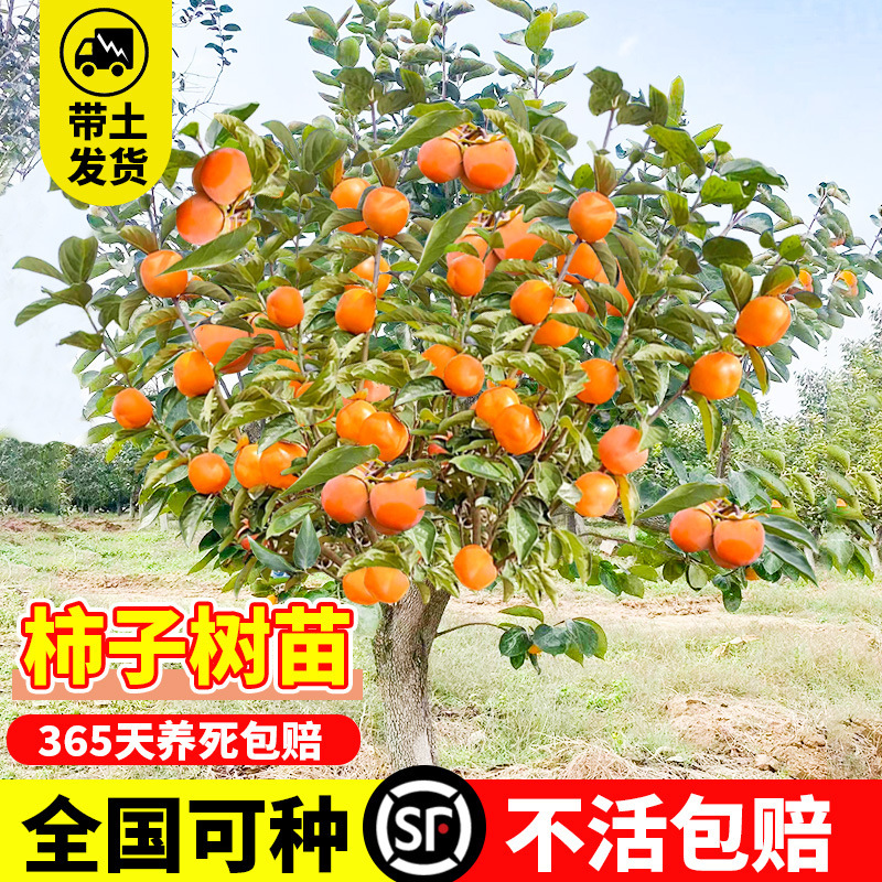Persimmon Saplings, Fruit Saplings, Crispy and Sweet Courtyard Fruit Trees, Fire Crystal Persimmons, Yangfeng Japanese Taiqiu Chocolate, Can Be Planted in the North and South Persimmon Saplings, Fruit Saplings, Crispy and Sweet Courtyard Fruit Trees, Fire Crystal Persimmons, Yangfeng Japanese Taiqiu Chocolate, Can Be Planted in the North and South