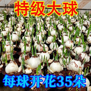 �����䡿�Ͱ�ˮ�ɻ��N��ˮ�Bֲ�������ذ껨�N��ˮ�໨�����ᭇ