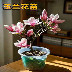 ���m�����玧�����t�������m�����Ⱛ��ͥԺ�ļ��������ԾG�����