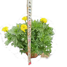 ���ع����G�����������Գ��Sɫ��ȸ�ݻ���Ʒ�N���ӾG���̨ͥԺ��