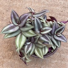 基地出售吊竹梅盆苗杯苗吊竹兰斑叶鸭跖草花叶竹夹菜红莲彩叶植物