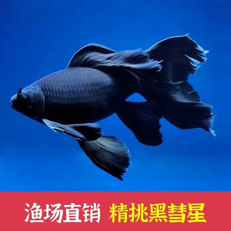 Black Grass Gold Butterfly Long Tail Housekeeping Taiwan Tail Cold Water Ornamental Fish Long and Short Dragon and Phoenix Fish Large Black Gold Koi Wholesale