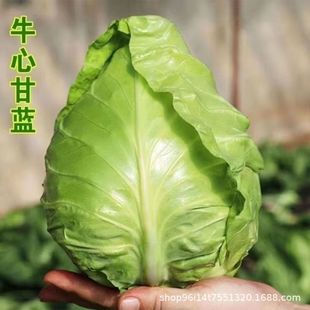 �ش�ţ�ĸ��{�N�Ӵ����ļ����N����ɏ���׾��Ĳ��ͺ����Ĳ�ţ�Ĳ�
