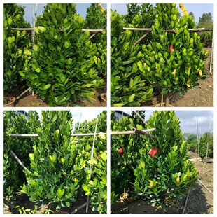 ����ֱ�N ��ľ ƽ���� �lؔ�� ��� ��� ���� ������ľ �G����r