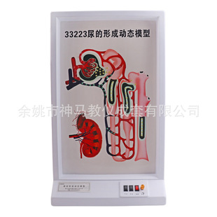 33223 urine formation dynamic model biomedical simulation teaching model factory direct sales